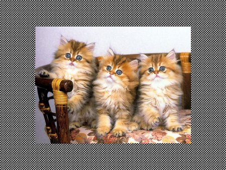 Three Kittens - three, cats, kittens, cute