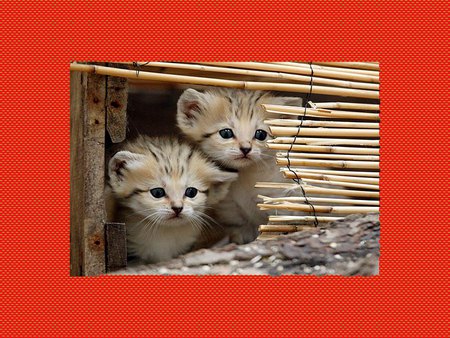 Two Kittens - hiding, cute, kittens, cats