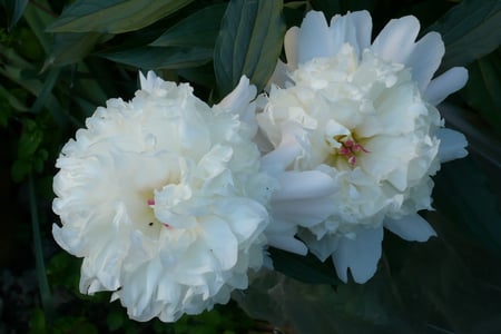 heavenly white peony flowers - white, beauty, delicate, peony, flowers