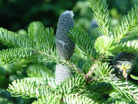 Spruce - pine cones, branches, spruce, tree