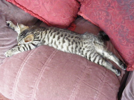 Would you like to sit down? unlucky! - tabby, asleep, settee, flopped, kitten