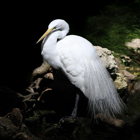 egret - white, egret, beauty, elegant