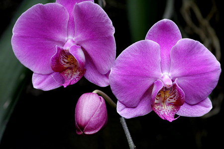 orchid - egzotic, orchid, flower, purple