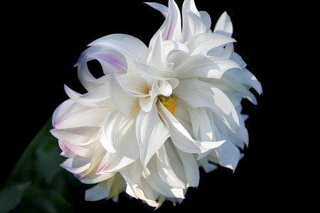 dahlia - white, fluffy, dahlia, soft, flower