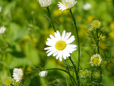 Chamomile Flowers - flowers, nature, chamomile, beautiful, green