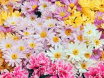 Daisies And Mums