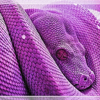 Purple Tree Python