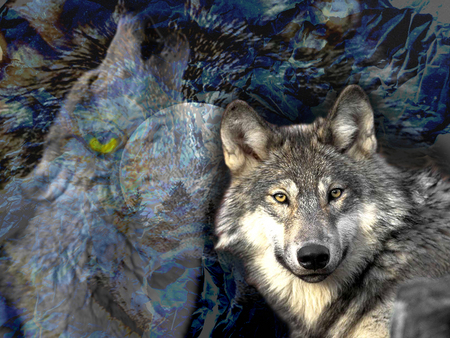 Wolf Spirit - wolf spirit, wolf, spirit, freedom