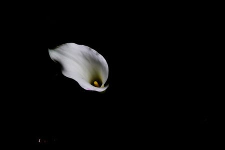 From the dark - white, flower, black, backround