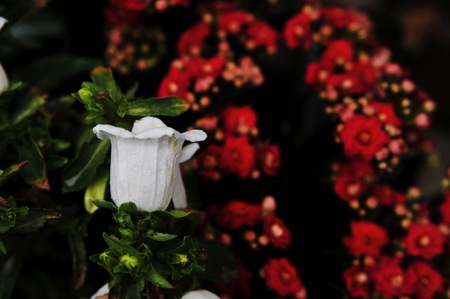 Flowers - flowers, white, red, green