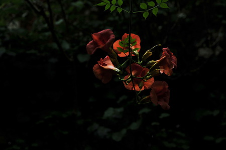 Light through the dark - orange, flowers, dark, sun