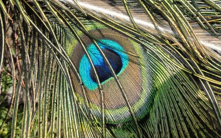 peacock closeup - bird, beautiful, colors, closeup, tail, peacock eye, avifauna, animal, peacock