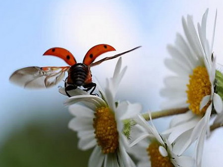 flight - white, ladybug, daisy, flight, field