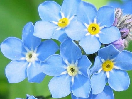 forgetmenot - forgetmenot, blue, flower, soft