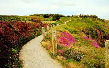 Lizard Point - flowers, lizard, path, point