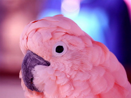 pink - bird, cute, parrot, pink