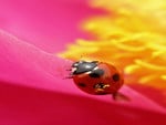 pollen on my wings