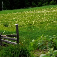 green field