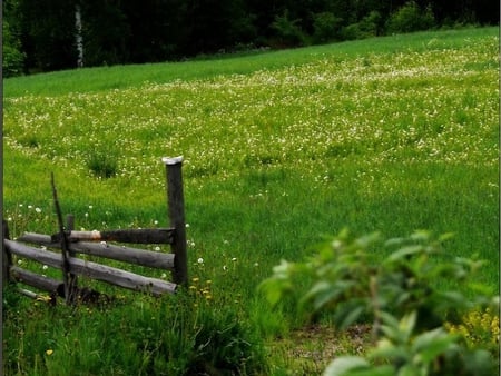 green field - green, fence, field, grass