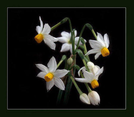 white daffodil - white, delicate, daffodil, soft