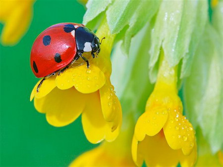 ladybug - flower, yellow, ladybug, rest