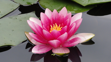 Water Lily - beutifull, pink, collours, flowers, purple, lotus, water, beautiful, water lily, colors, flower, petals, lily, flor, black, nature, awesome