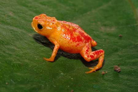 Cute But Deadly - frog, deadly, animals, cute