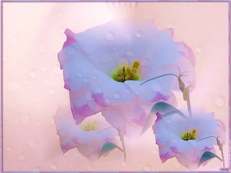 Luvin lillies - delicate, blue, lillies, trio, pink, pastel