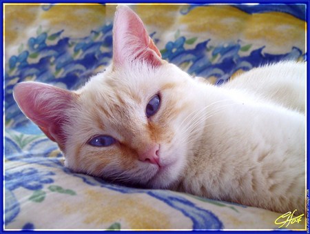 Oh what those blue eyes can do - blanket, resting, sand color, floral, cat, blue eyes