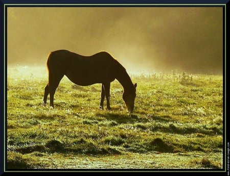 Morning peace - horse, peace, field, grazing, dawn