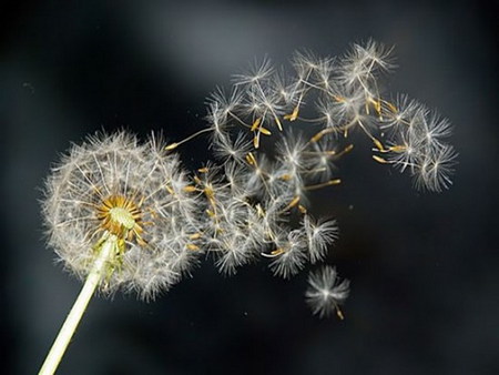 dandelion - seed, dark, fly, dandelion