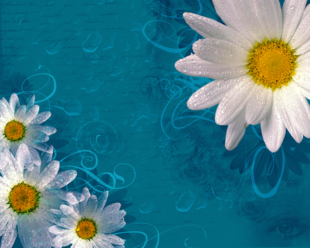 daisy - white, blue, summer, daisy, dew