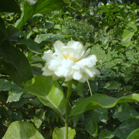 Jasmine flower