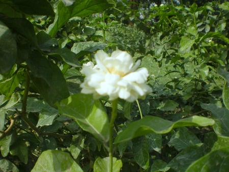 Jasmine flower - jasmine, flower, nature