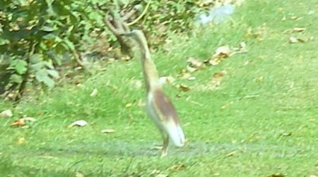 Crane - beauty, birds, crane, animals