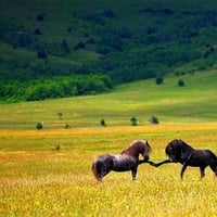 Horses Shake Hand