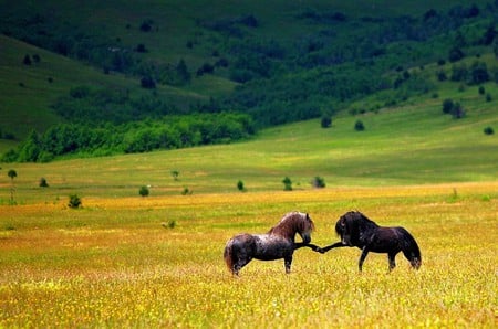 Horses Shake Hand