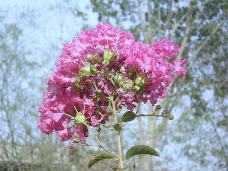 Mauve flowers - nature, mauve, flowers, beaut