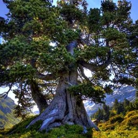 Top Tree