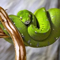 Green Snake