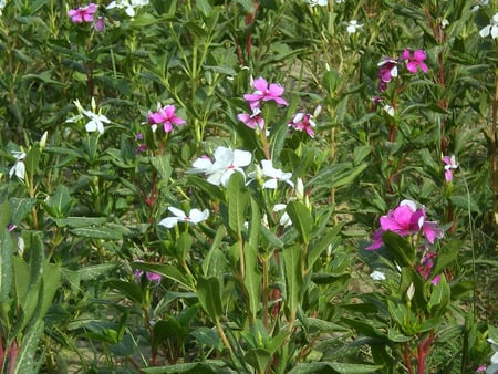 White and mauve flowers - flowers, white, nature, mauve