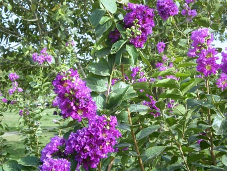 Mauuve flowers - bright, nature, mauve, flowers