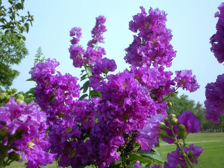 mauve flowers and blue sky - flowers, nature, mauve, sky