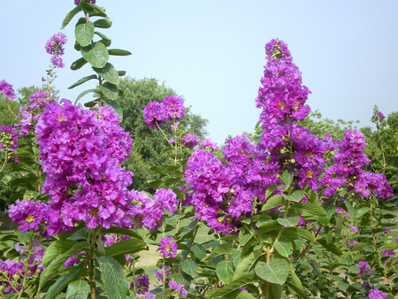 mauve flowers - bright, nature, mauve, flowers