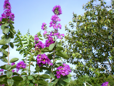 Mauve flowers and blue sky - flowers, nature, mauve, sky