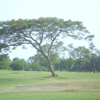 Flowering tree near end of flowers