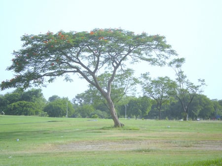 Flowering tree near end of flowers - flowers, nature, tree, flowering