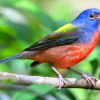 Colorful Bird