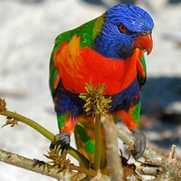 Colorful Parrot