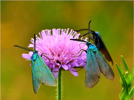 Moths on Flower - moths, flower, picture, beautiful